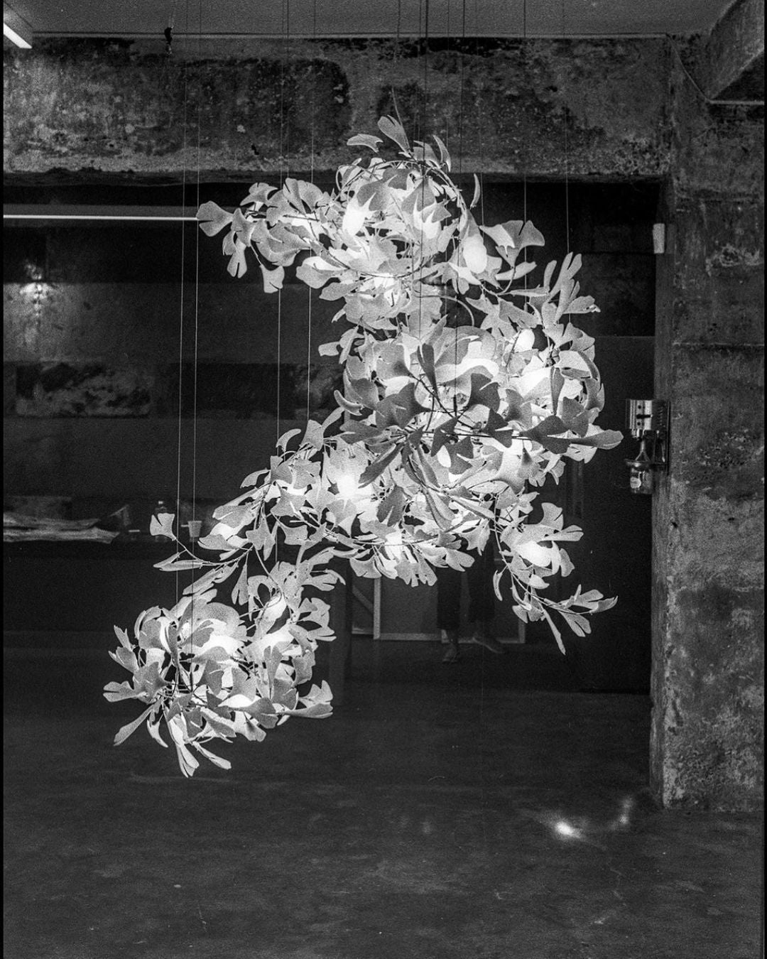 Araña Gingko B
