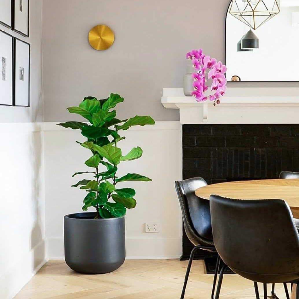 Gossa Sconce.