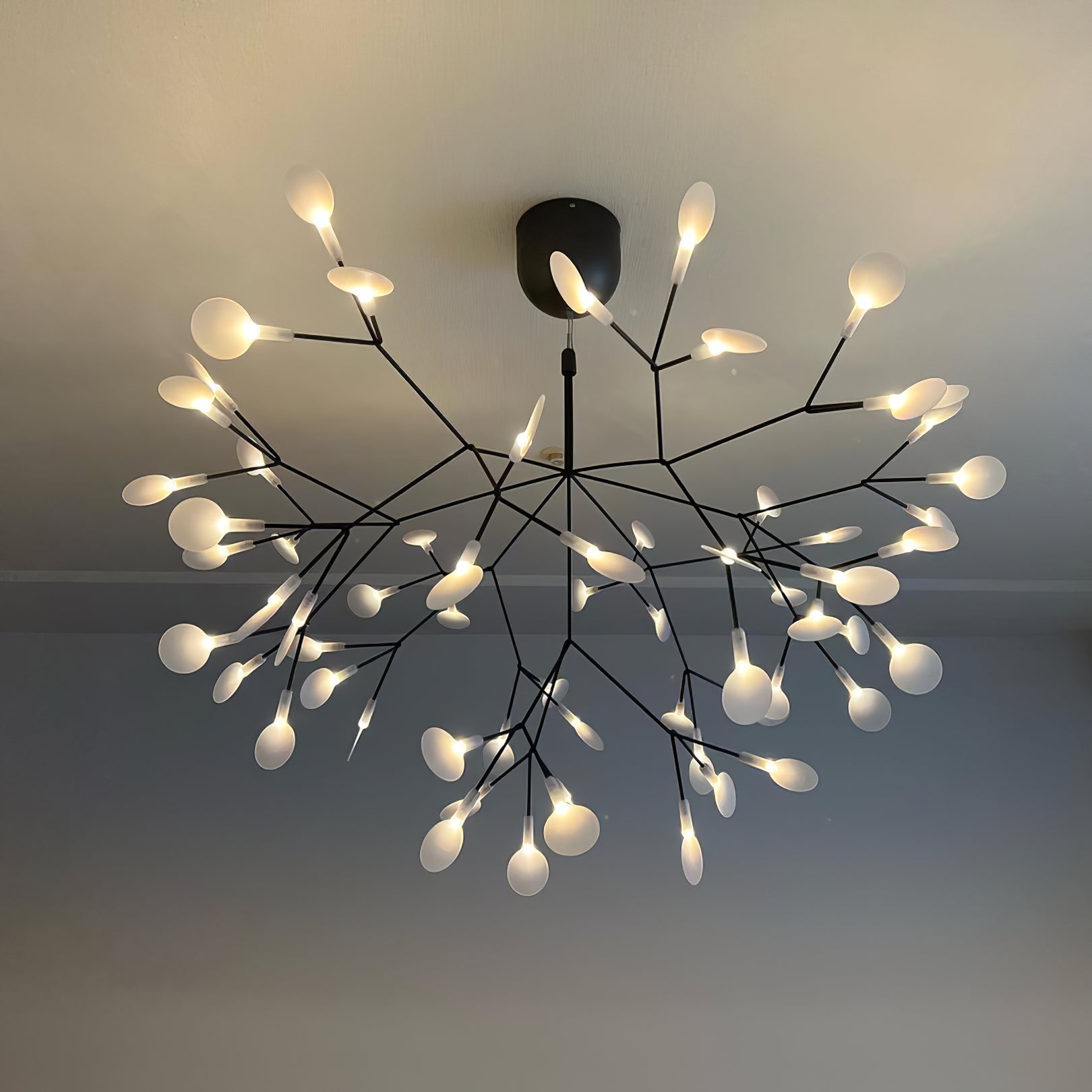 Candelabros negros Heracleum