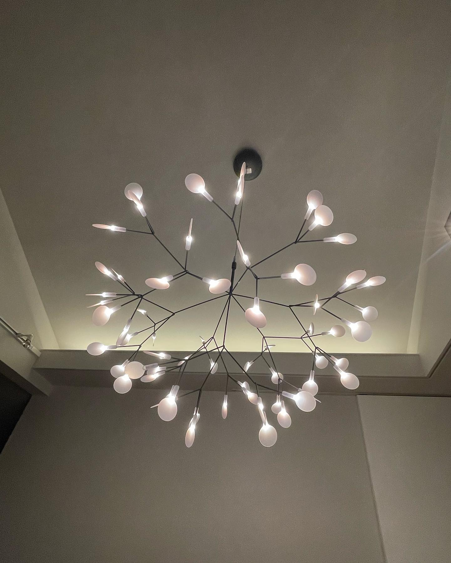 Candelabros negros Heracleum