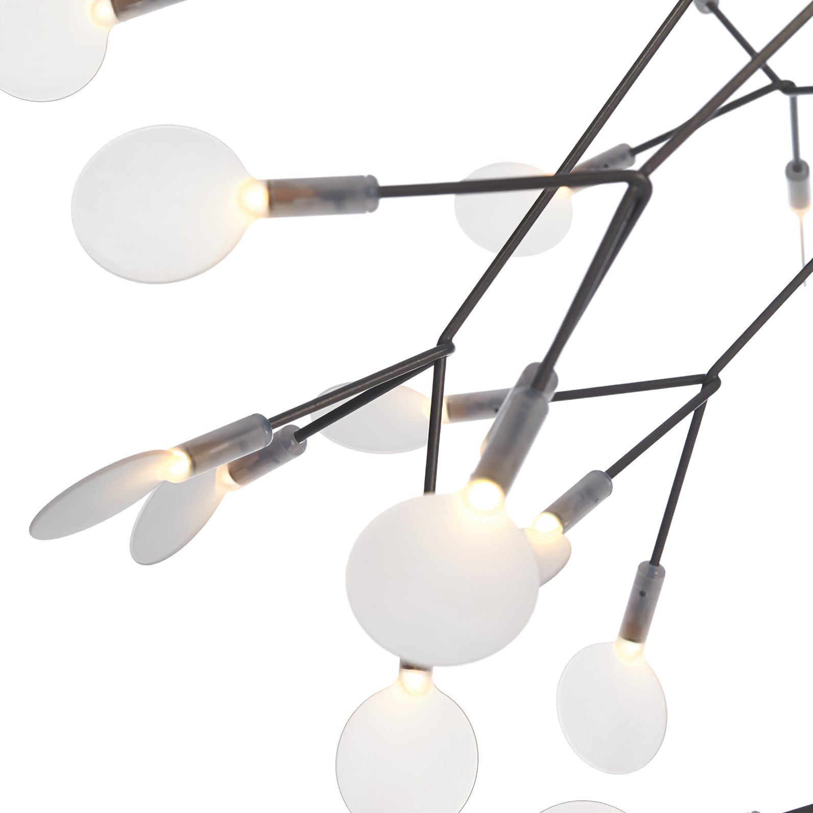 Candelabros negros Heracleum